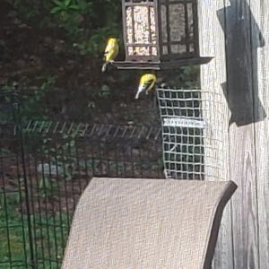 Meet your Posher, Melody